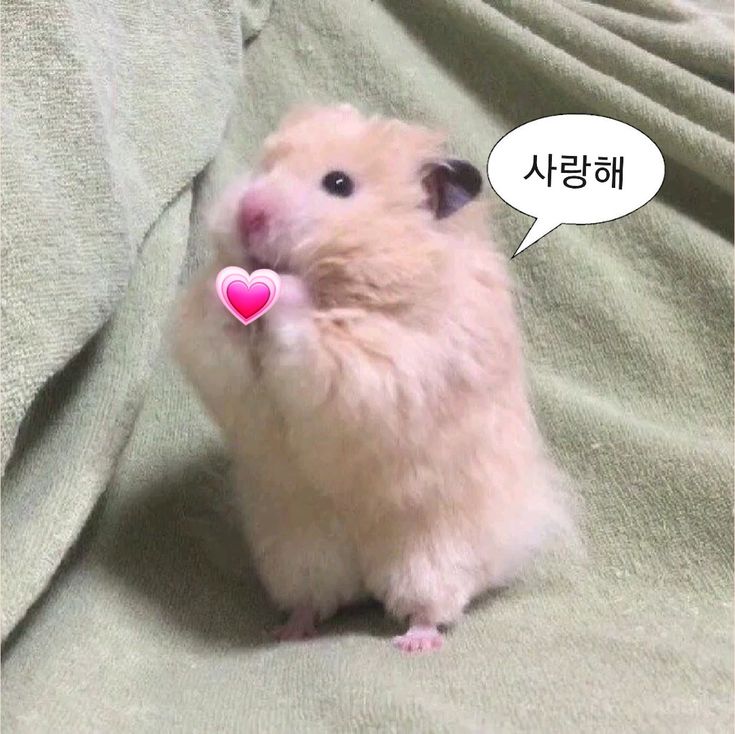 노는 세포 이미지