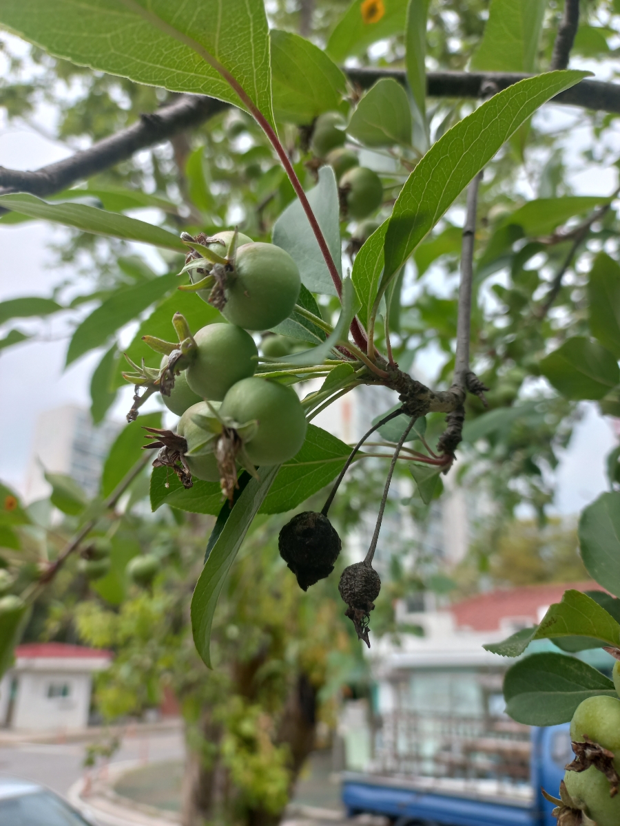 더디주 이미지