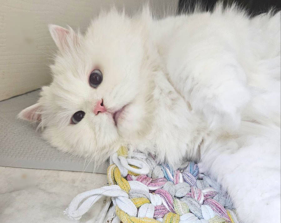 고양이 방문 탁묘 후기: 펫인플루언서의 세심한 돌봄 경험 — 사진 20