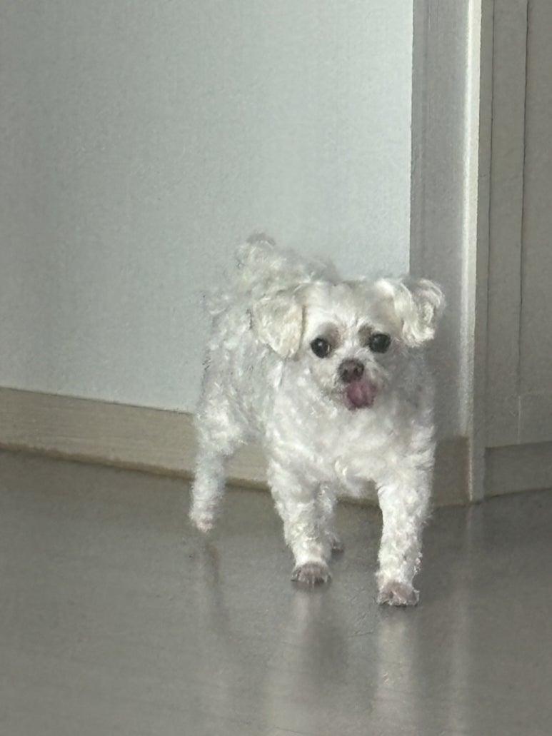 궁동다맛집 이미지