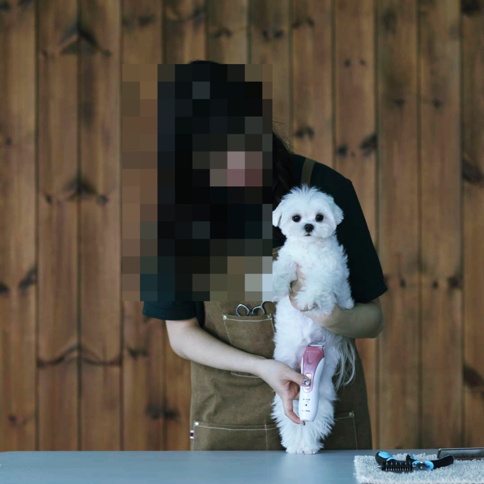 대전애견미용학원 이미지