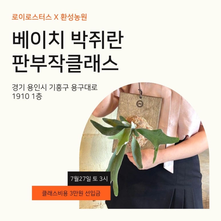 로이로스터스보라 이미지