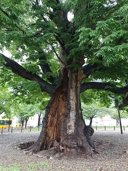 카페느티나무 이미지