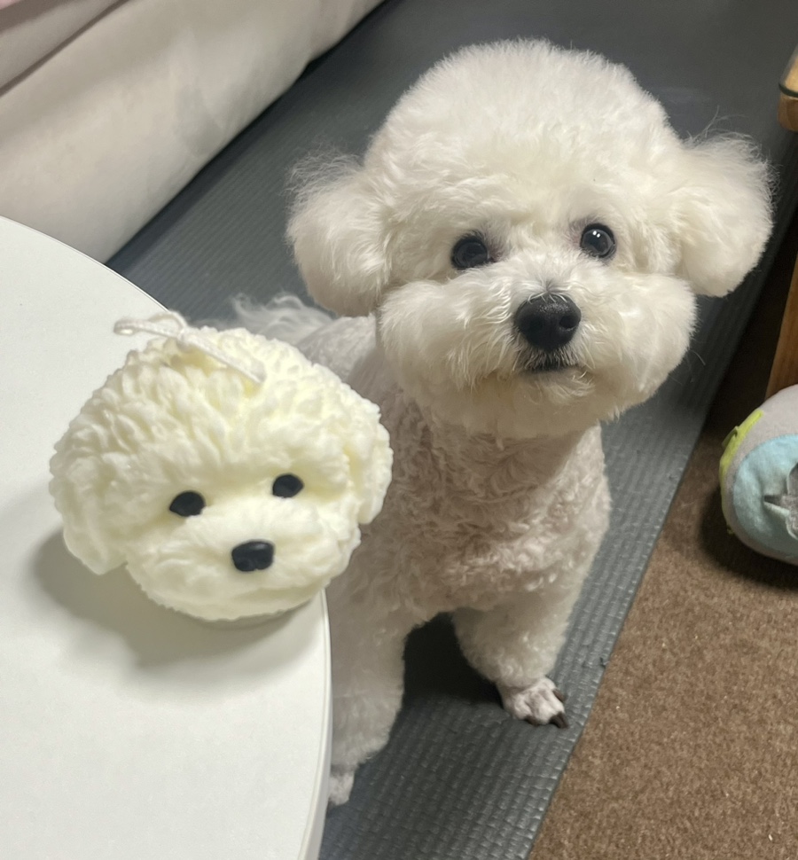 마벨캔들 이미지