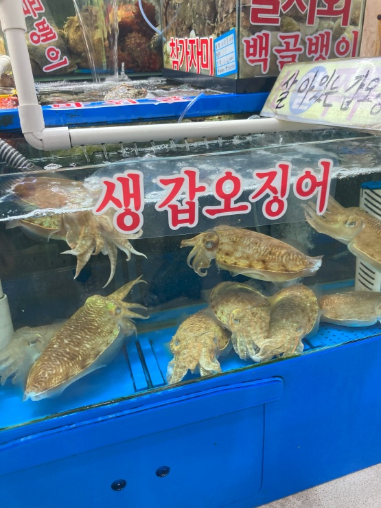 태평양수산 이미지