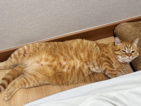 수키 헤어 이미지