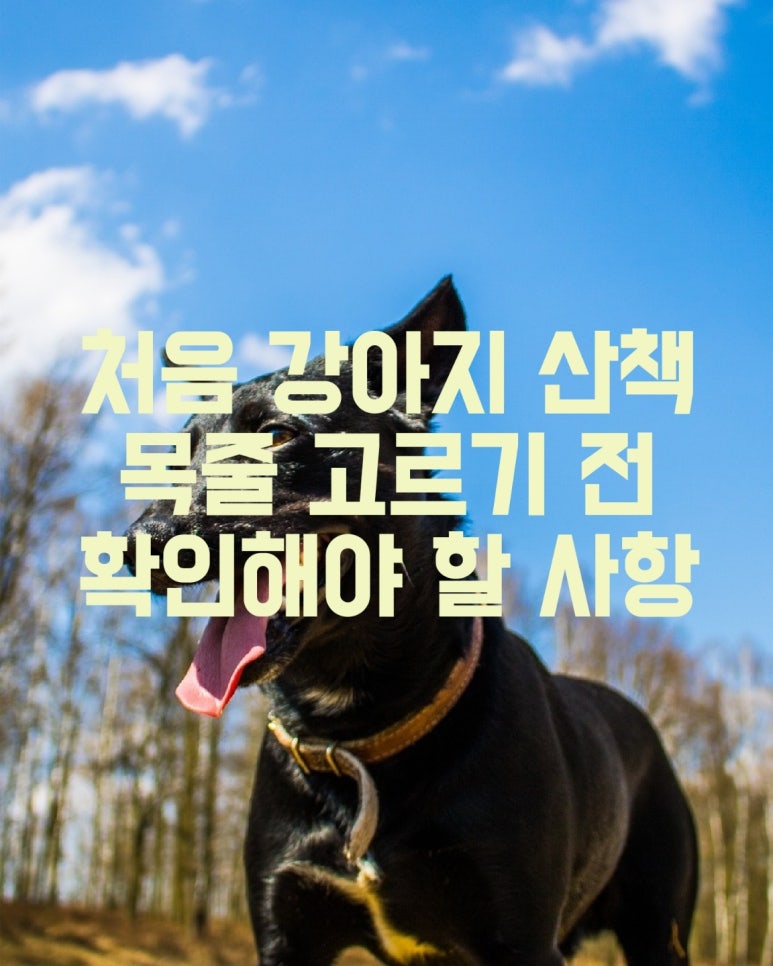 강아지 목줄과 하네스 차이점