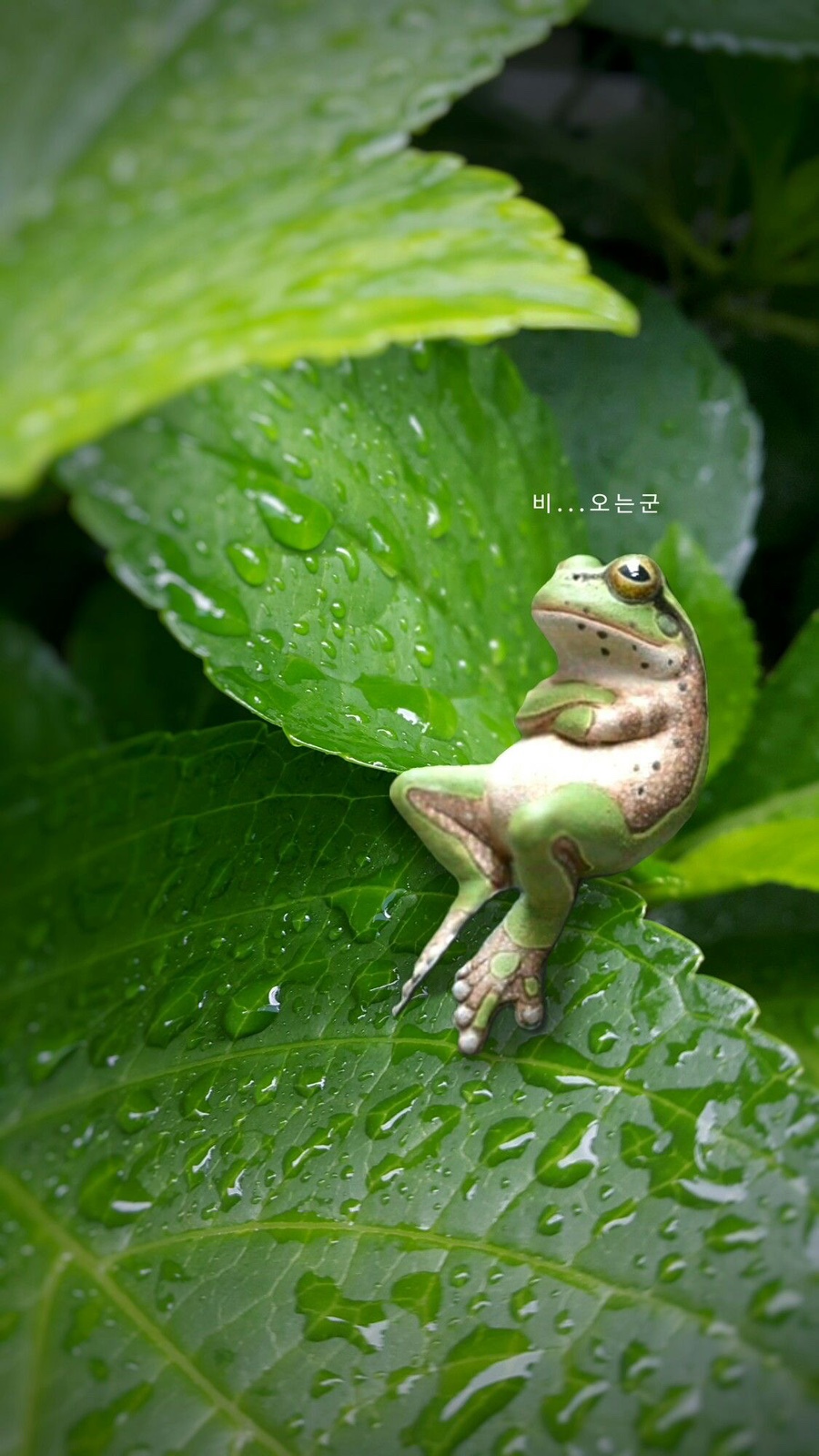 바이르미 이미지