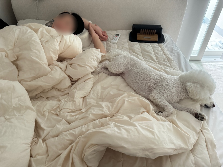 시고르댕 이미지