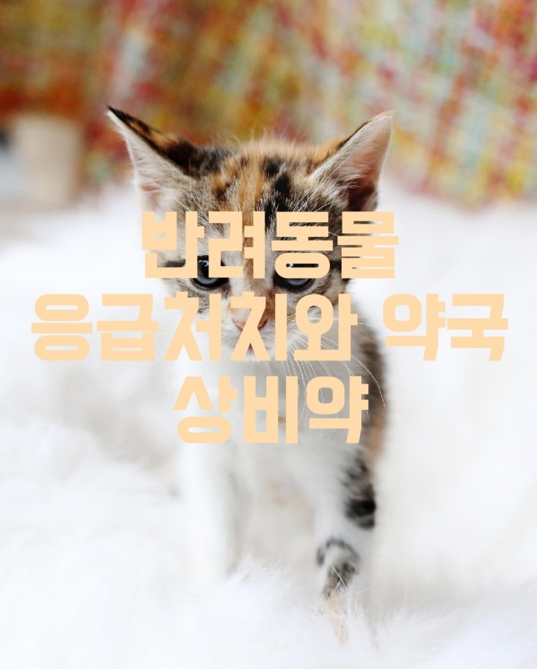 반려동물의 응급처치와 약국 상비약