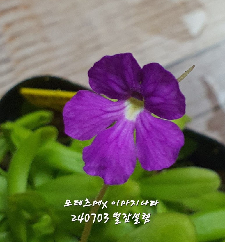 식물;마지 이미지