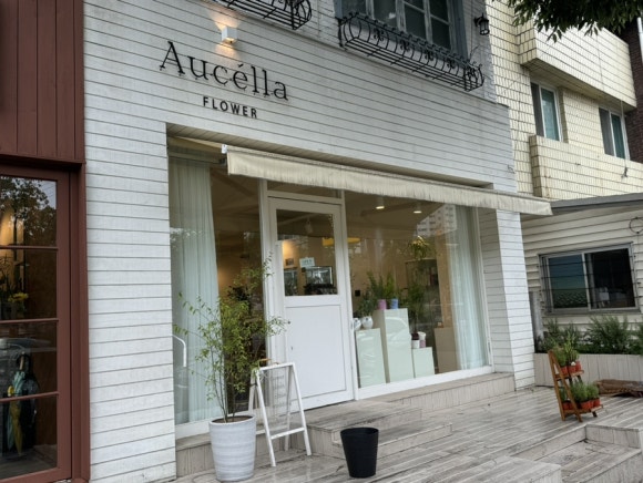 아우첼라플라워 이미지