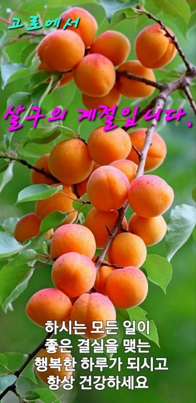 꽃을사랑합니다 이미지
