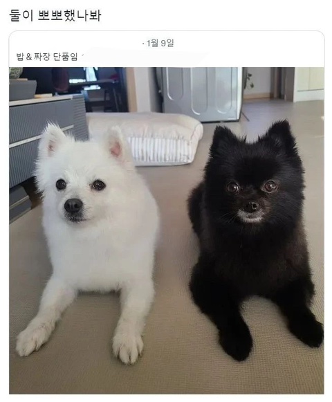 유얼스 이미지