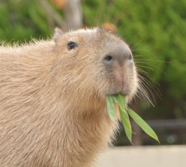 바라 이미지