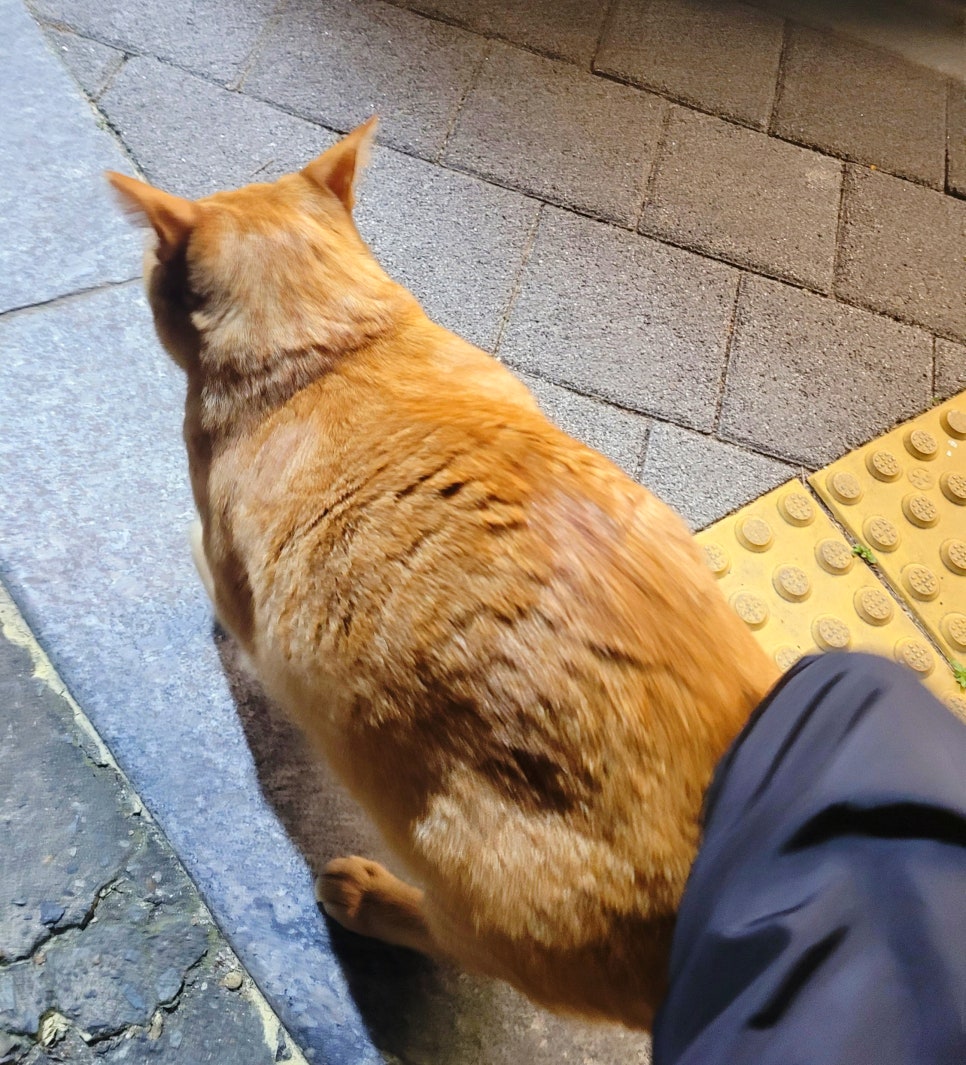밤새우는닭 이미지