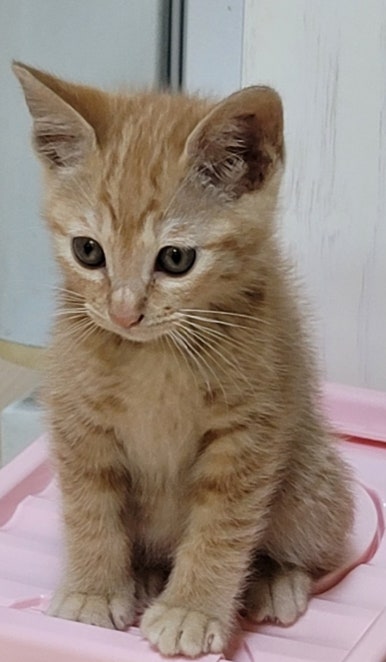 꼬미 이미지