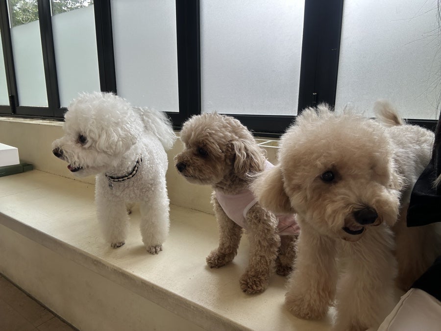 동탄 애견카페 하이디펫, 강아지 사회성 키우는 유치원 — 사진 9