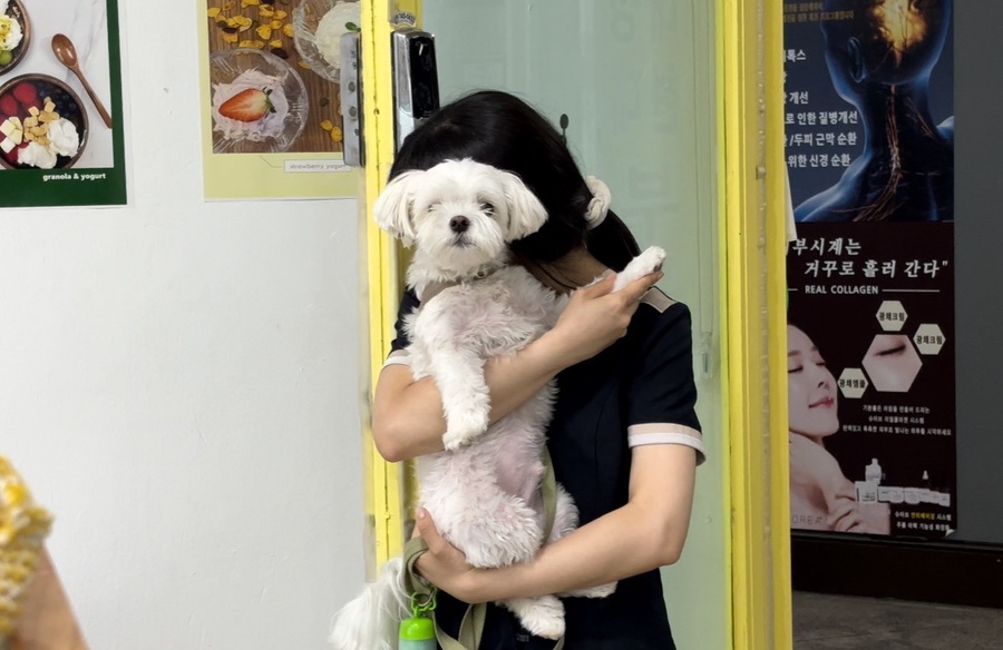 요거둥 이미지