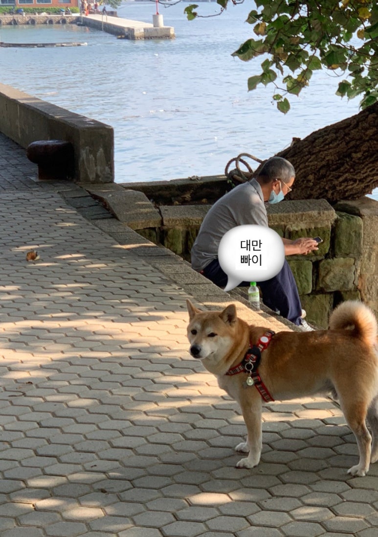 돼식가 이미지
