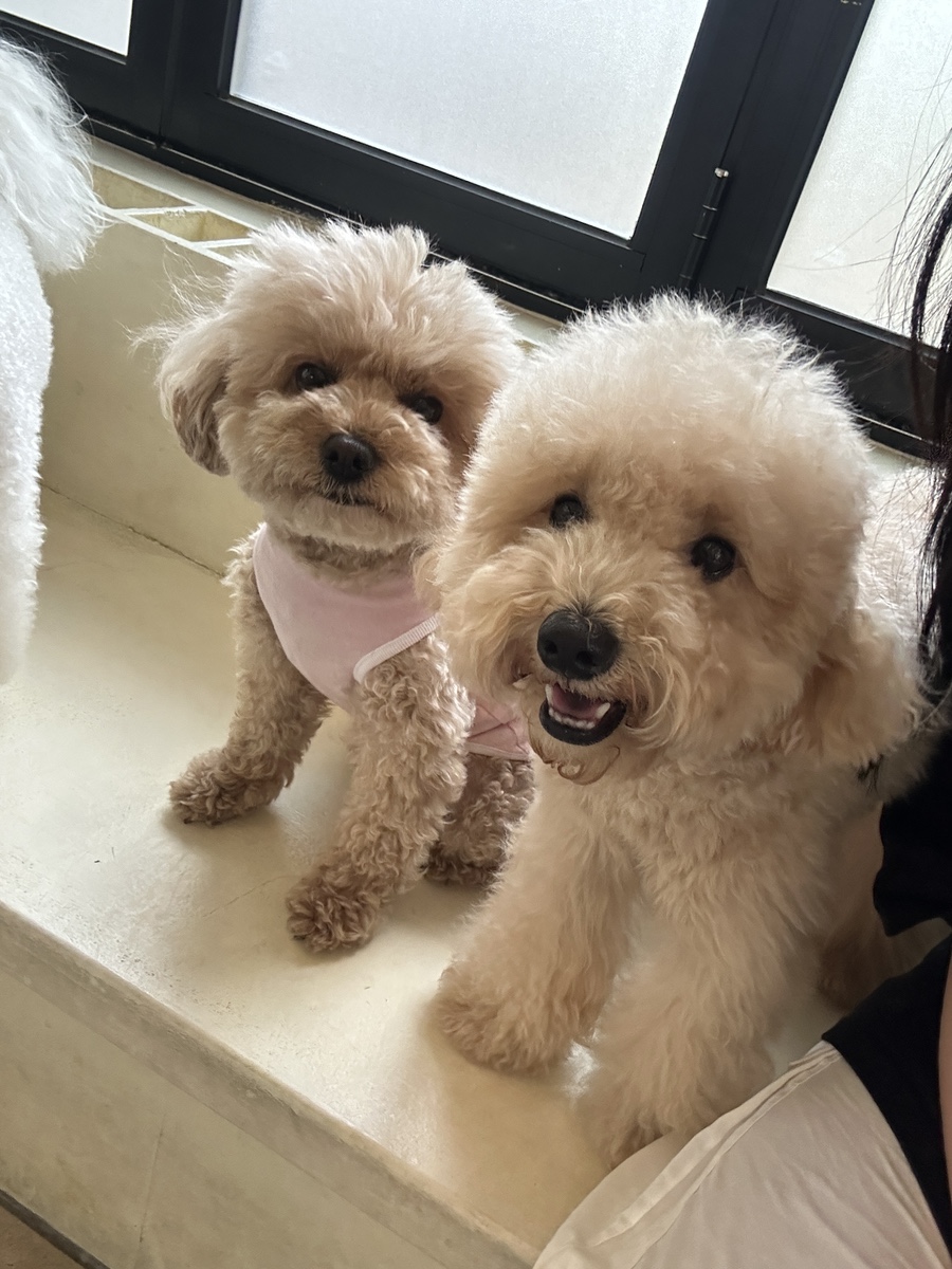 동탄 애견카페 하이디펫, 강아지 사회성 키우는 유치원 — 사진 10