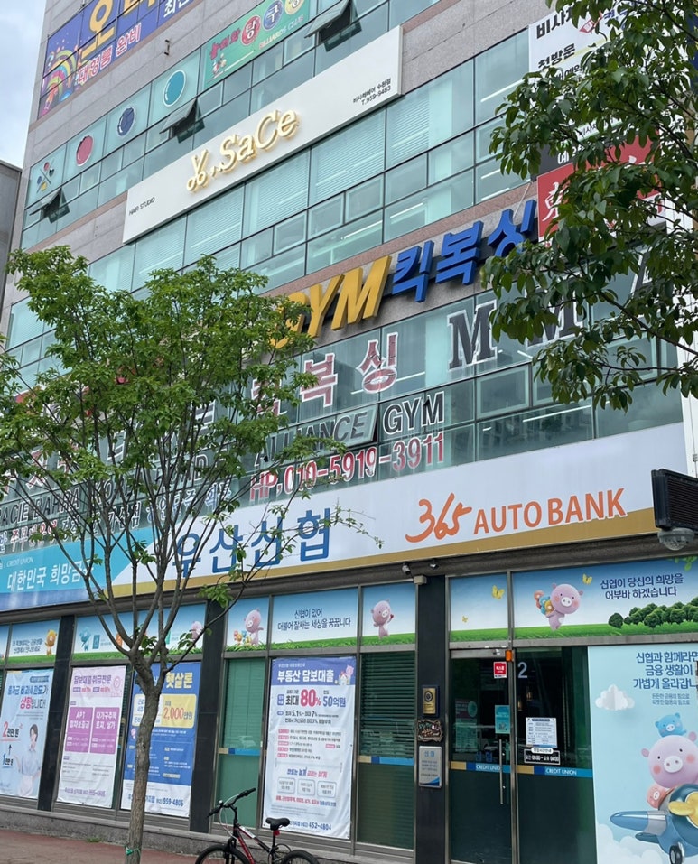 비사채 이미지