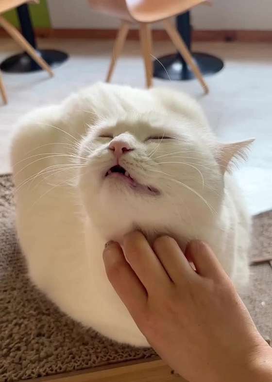 콩볶는야옹이 이미지