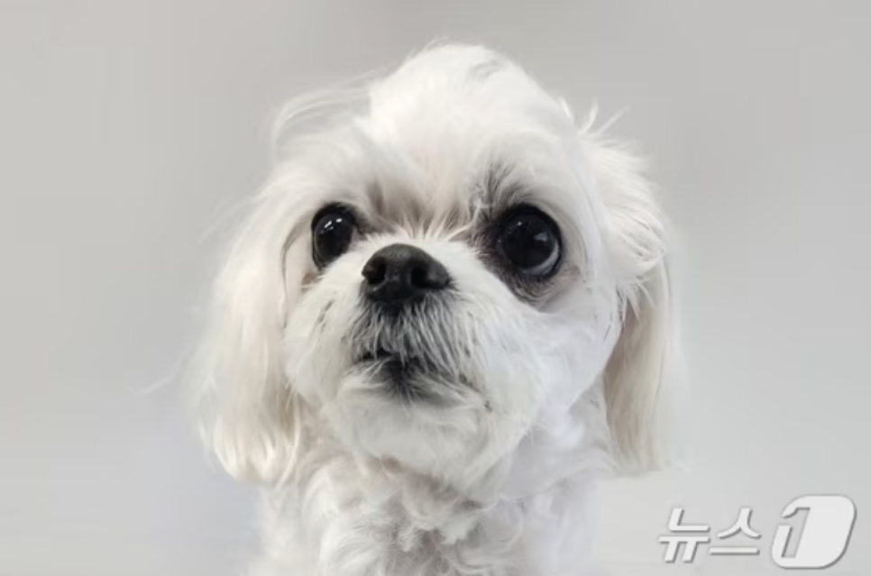 고려메디칼 이미지