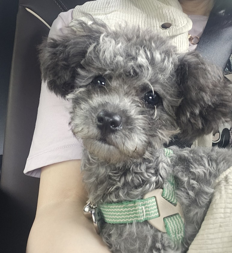 품미향 이미지