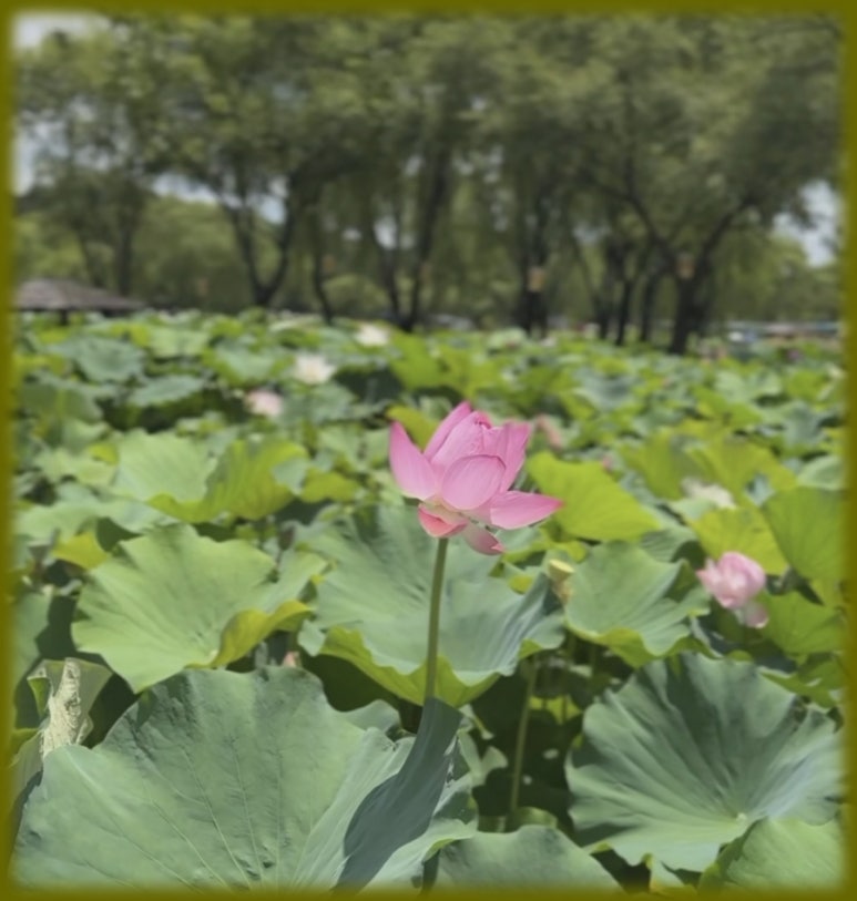 서공주JC(공주) 이미지