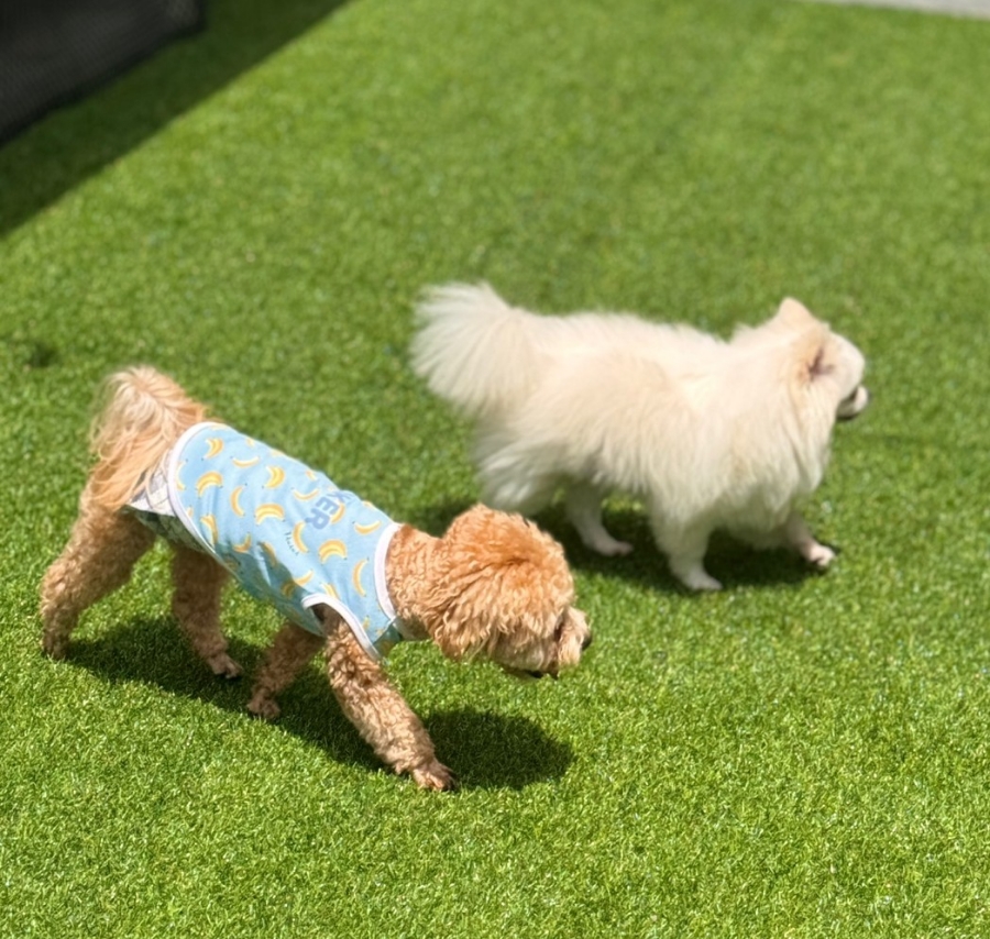 휴멍애견유치원 강북구 호텔, 아이 맞춤 놀이 — 사진 16