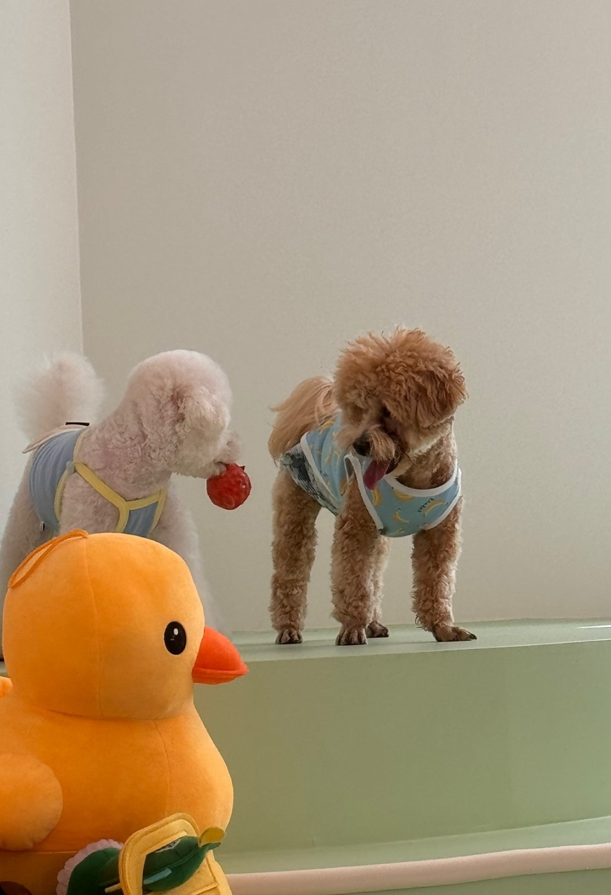 휴멍애견유치원 강북구 호텔, 아이 맞춤 놀이 — 사진 10