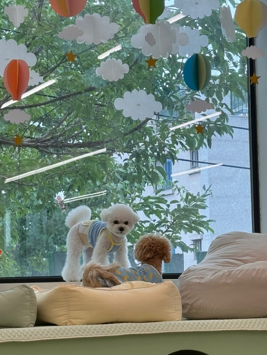 휴멍애견유치원 강북구 호텔, 아이 맞춤 놀이 — 사진 11