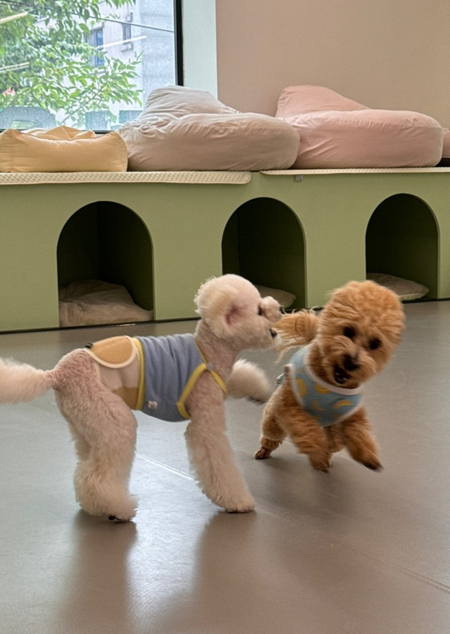 휴멍애견유치원 강북구 호텔, 아이 맞춤 놀이 — 사진 8