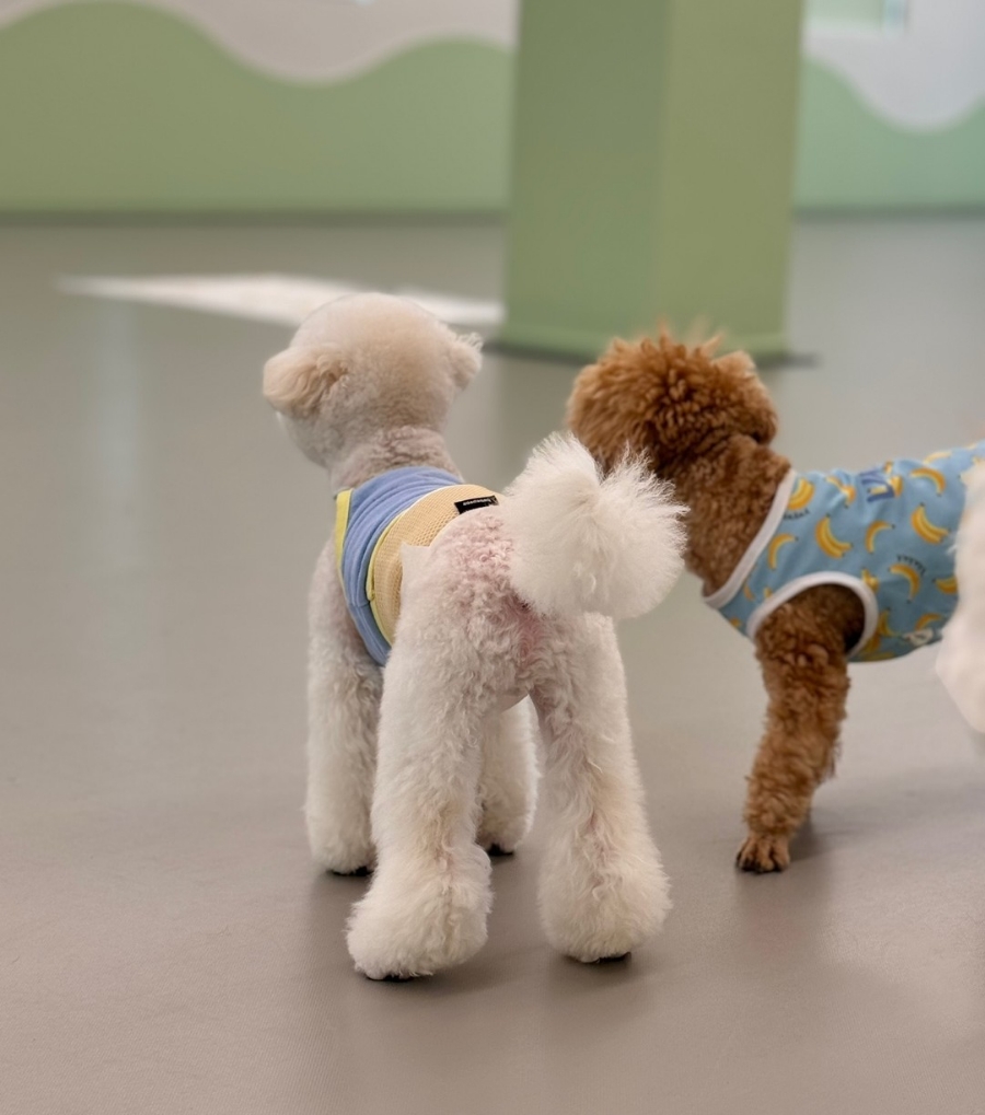휴멍애견유치원 강북구 호텔, 아이 맞춤 놀이 — 사진 4