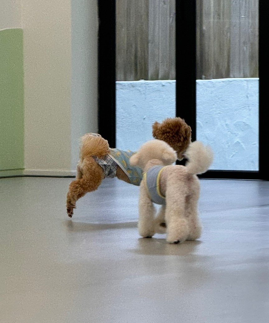 휴멍애견유치원 강북구 호텔, 아이 맞춤 놀이 — 사진 13