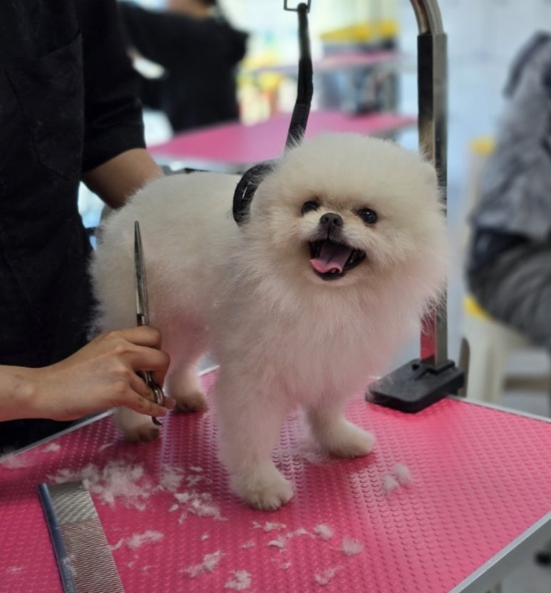 벤자민펫미용학원 이미지