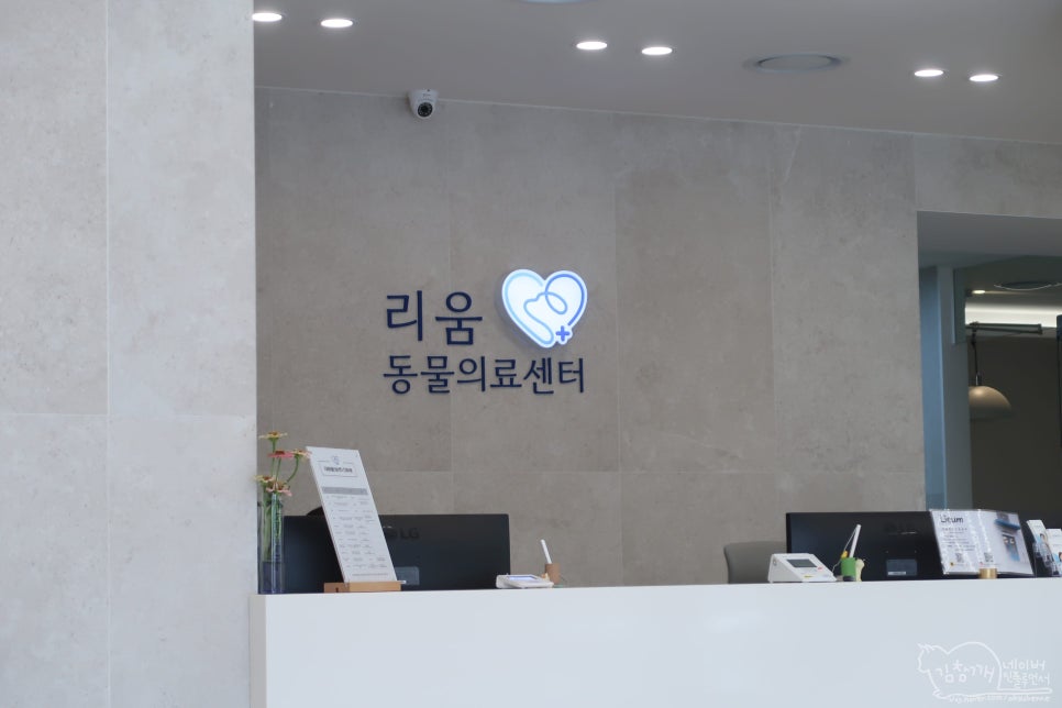송파 리움동물의료센터 고양이 심장초음파 검진 후기 — 사진 4