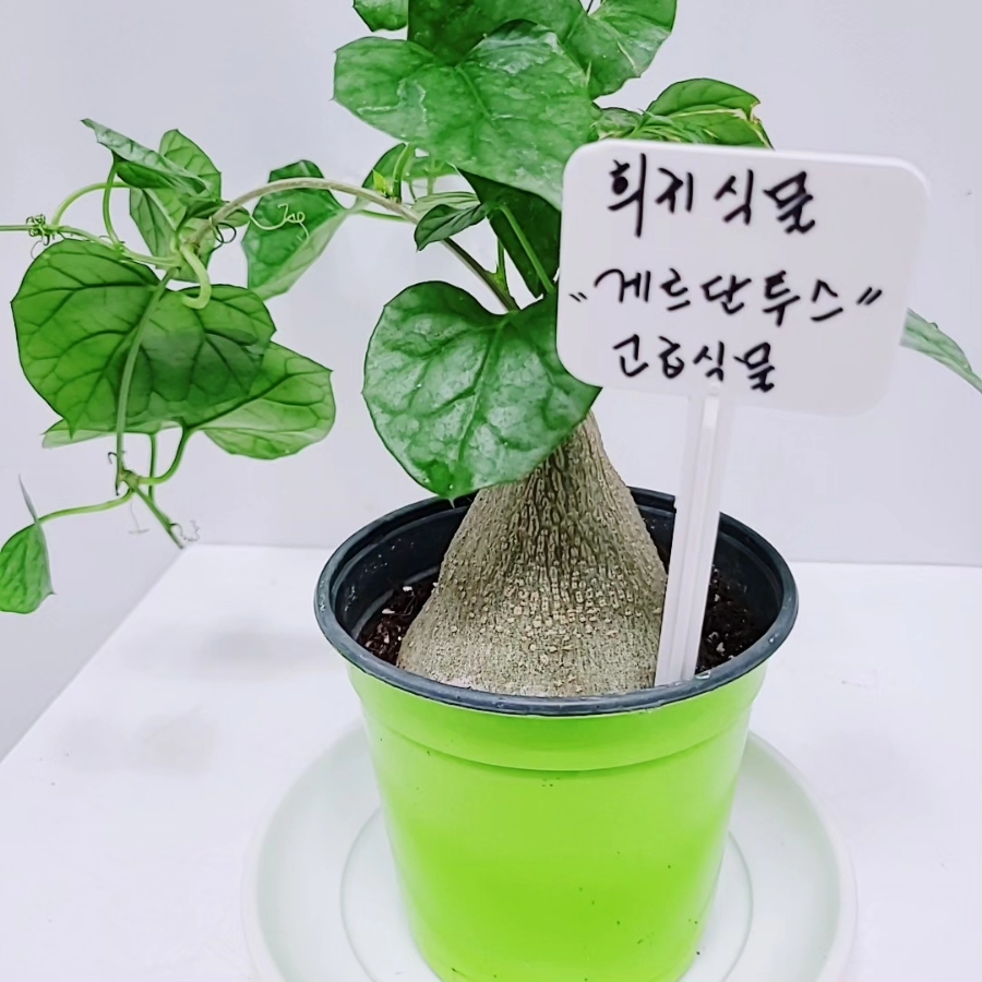 식물꽃나라 이미지