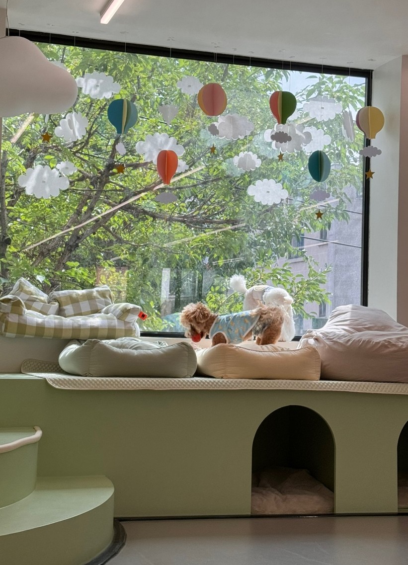 휴멍애견유치원 강북구 호텔, 아이 맞춤 놀이 — 사진 3