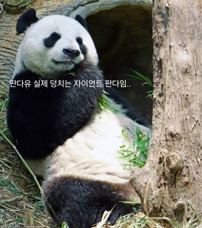 어만형제 이미지