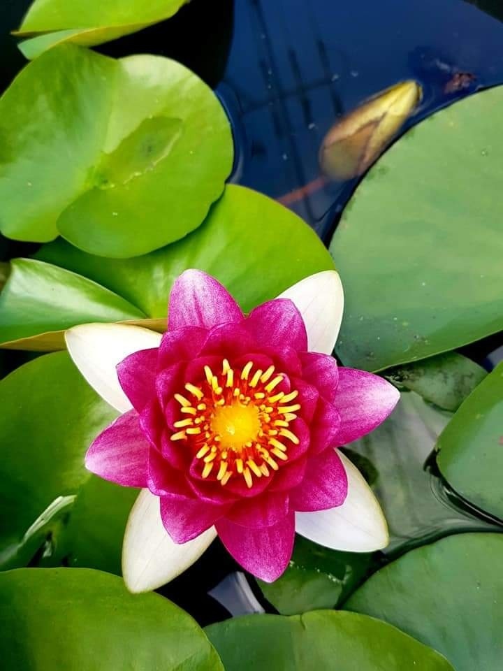 수변집 이미지
