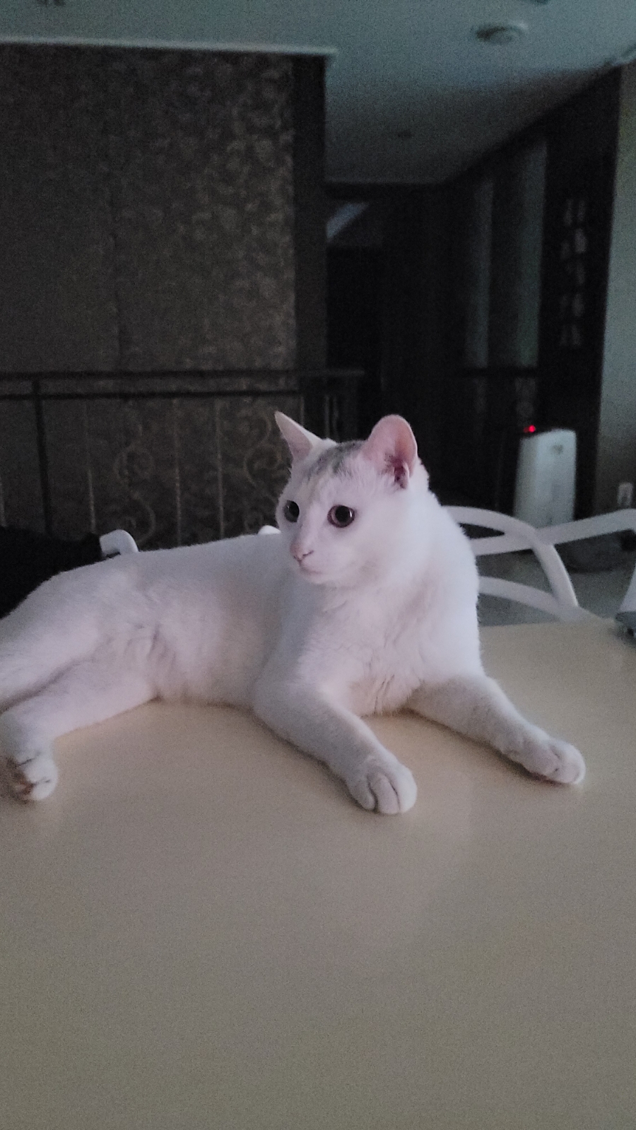 레오나오 이미지