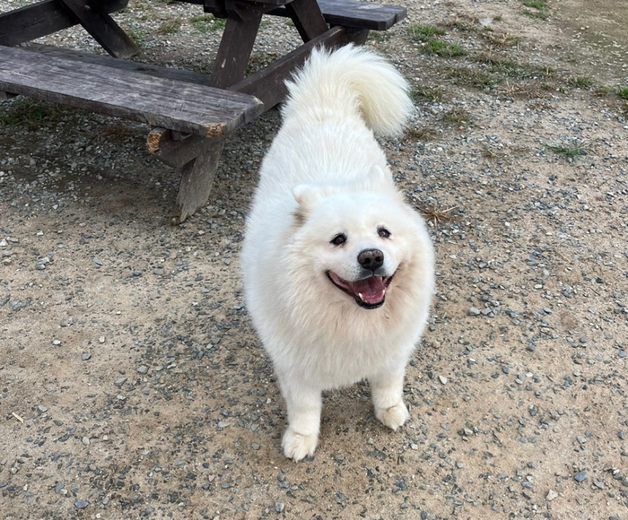 산책헤나 이미지
