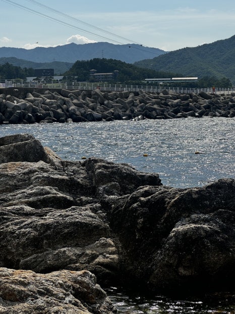삼척해변별난조개 이미지