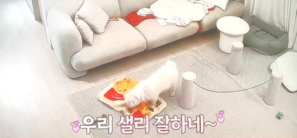 태리교대 이미지