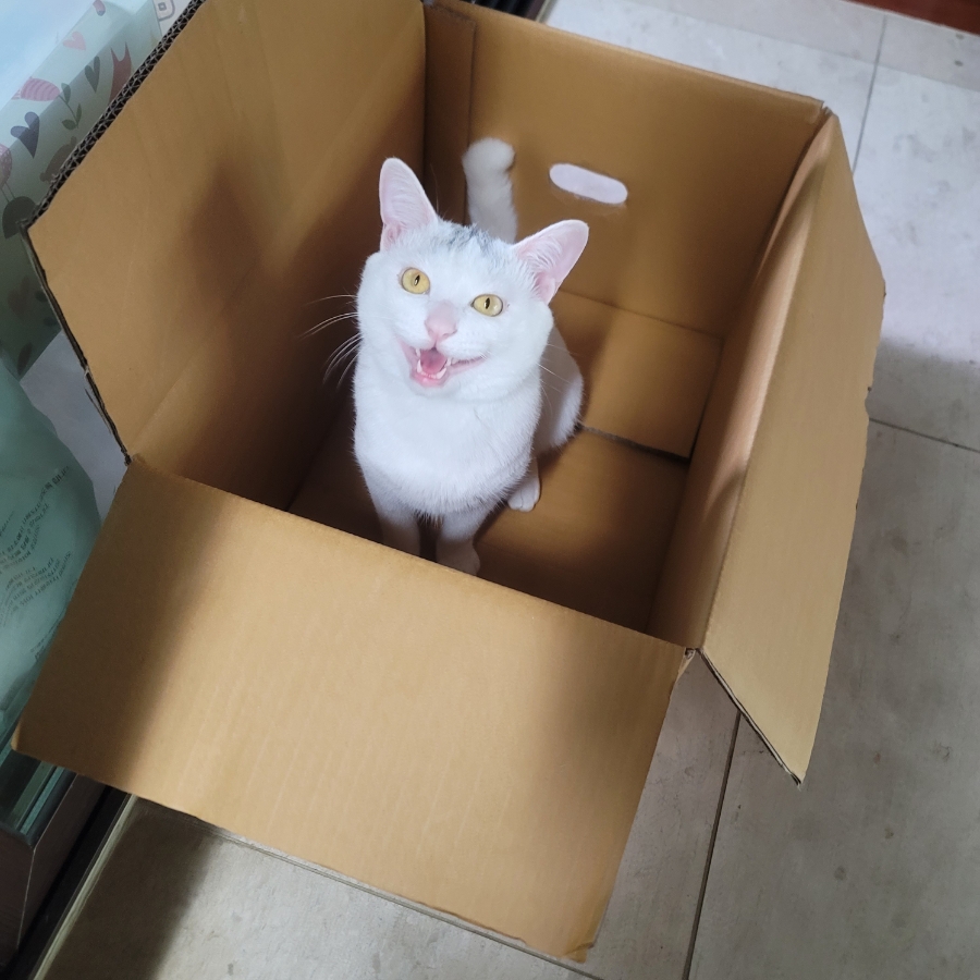 레오나오 이미지