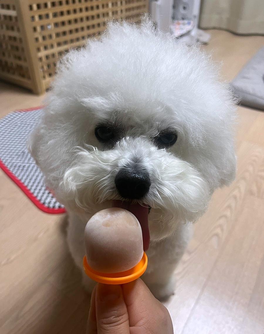댕스크림 이미지