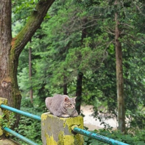 마로니에1970 이미지