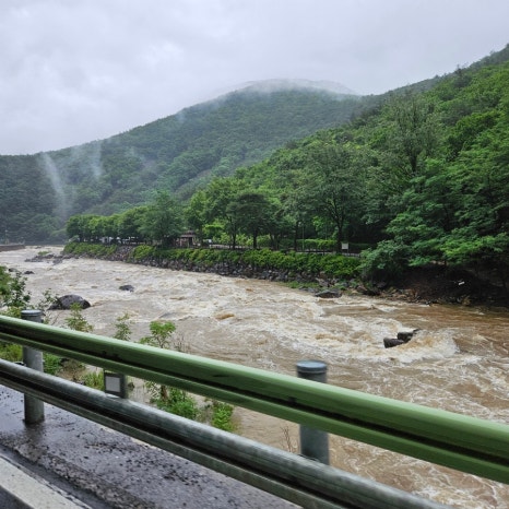 마로니에1970 이미지